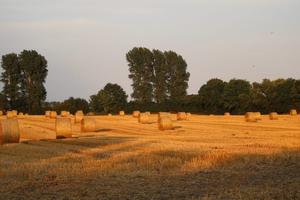 Strohballen auf Stoppelfeld in der Abendsonne