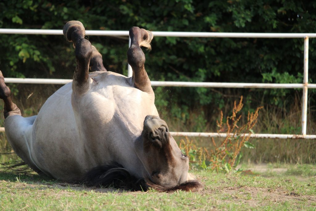 Pferd wälzt sich auf der Koppel