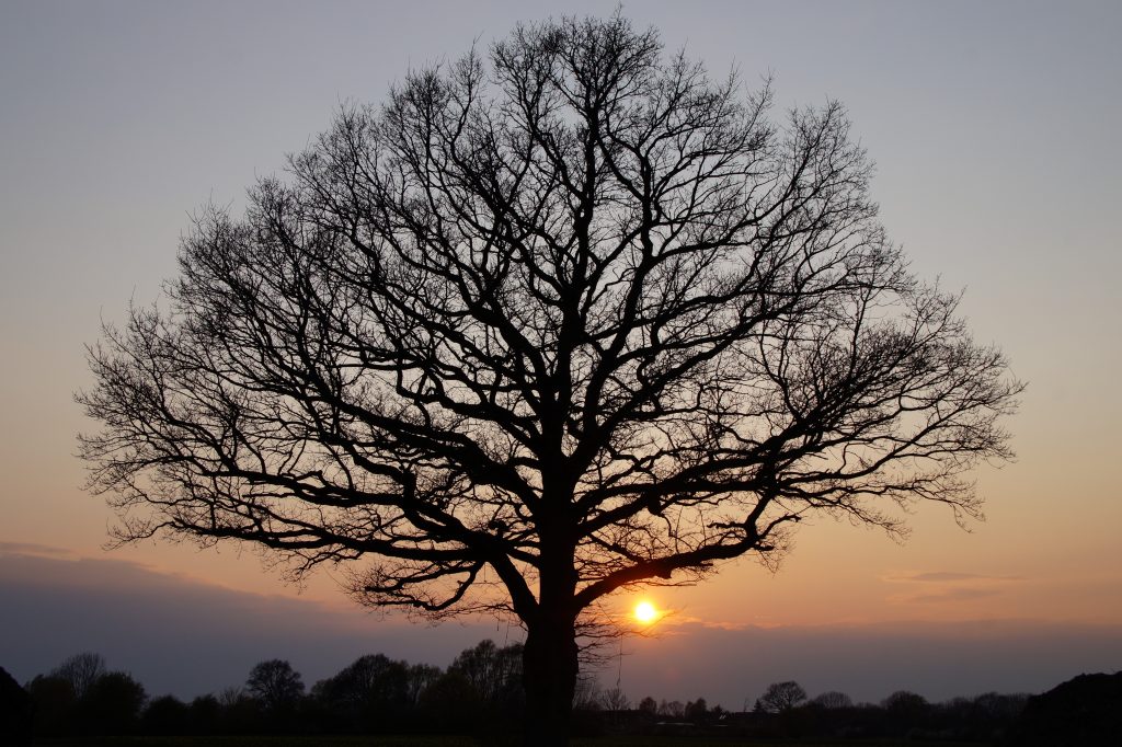 Silhouette eines Baumes im Sonnenuntergang