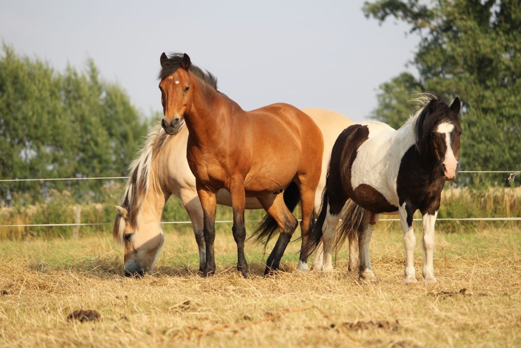 Ponys auf der Koppel